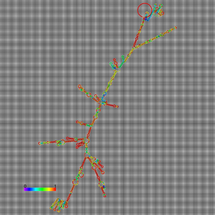 WT Structure